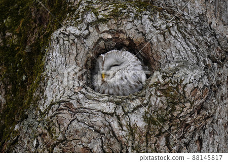 Ezo Owl Ezo Owl 88145817