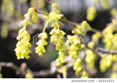 土佐水木花 照片素材 圖片 1453 圖庫