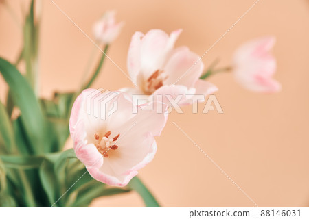 Tulip flowers bouquet on pink background Tulip flowers bouquet on pink background 88146031