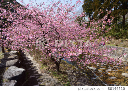 Kawazu cherry blossoms in return waterfall 88146510