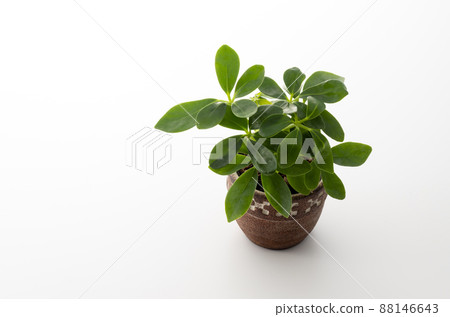 木棉花 木棉花 88146643