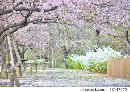 Full bloom cherry blossoms and spring flowers in Ashihana Park in Setagaya Ward 88147079
