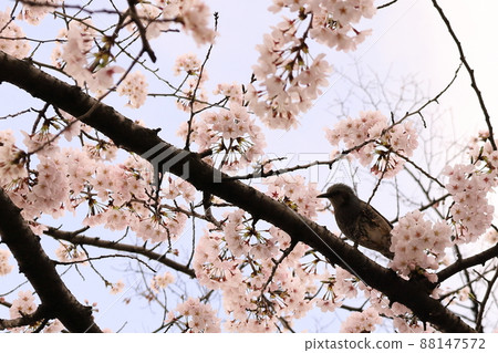 櫻花和白頭翁 88147572