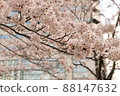 Skyscrapers and cherry blossoms looking up from below 88147632
