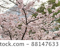 Skyscrapers and cherry blossoms looking up from below 88147633