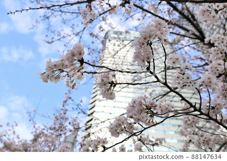 Skyscrapers and cherry blossoms looking up from below 88147634