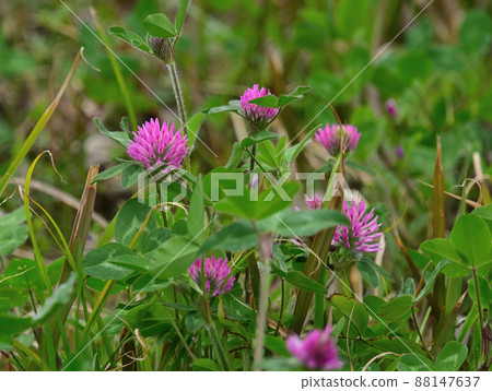 Purple clover growing on a bank Purple clover growing on a bank 88147637