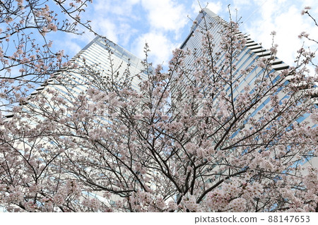 Skyscrapers and cherry blossoms looking up from below 88147653
