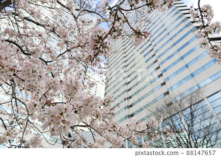 Skyscrapers and cherry blossoms looking up from below 88147657