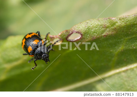 Itadori beetle 88147913