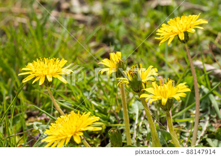 Flowering dandelions and buds Flowering dandelions and buds 88147914