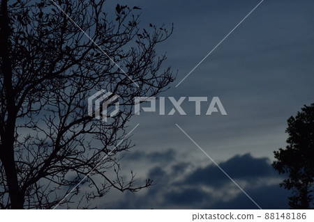 夜幕降臨的天空和樹木的剪影 88148186