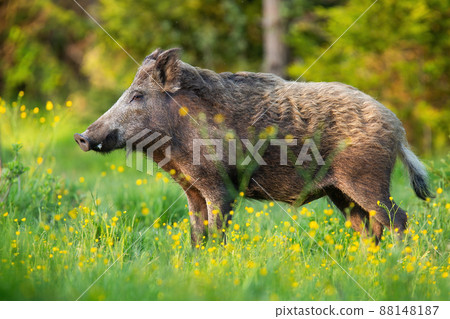 Wild boar standing on wildflowers in spring from side 88148187
