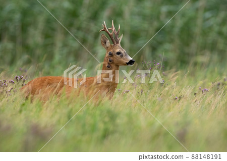 Roe deer with fibropapilomatosis standing on meadow in summer 88148191