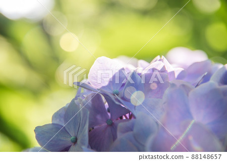 Purple hydrangea with a brilliant green blur Purple hydrangea with a brilliant green blur 88148657