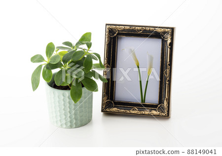 botanic, botanical, vegetative 88149041