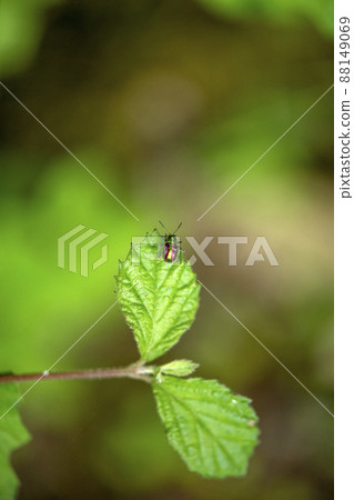 Red leaf beetle 88149069
