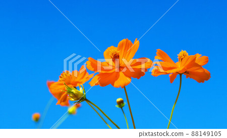 Landscape of blue sky and Kibana cosmos Landscape of blue sky and Kibana cosmos 88149105