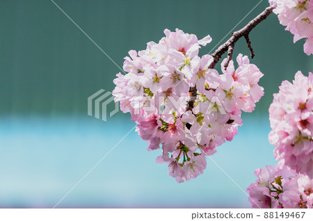 心的形狀 櫻花 心的形狀 櫻花 88149467