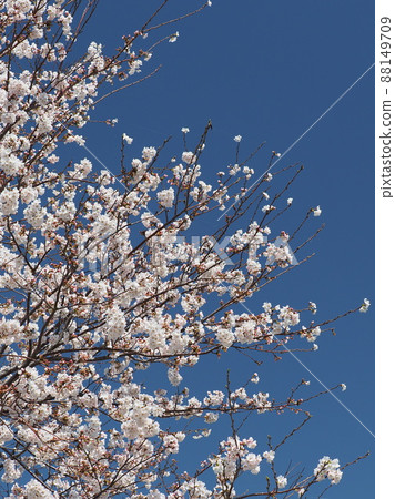 Sakura (for spring events, etc.) Sakura (for spring events, etc.) 88149709