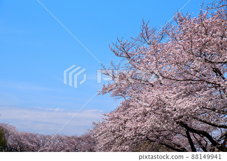 Sakura Sakura blue sky white clouds background material Sakura Sakura blue sky white clouds background material 88149941