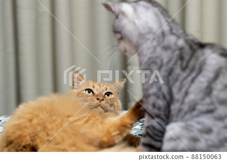 Two cats glaring at each other Two cats glaring at each other 88150063