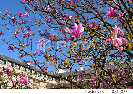 Magnolia flowers blooming in the Palais Royal Gardens, Paris, France. Taken on March 21, 2022. 88150224