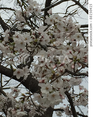 The long winter is over, and the warm spring is almost over. The long winter is over, and the warm spring is almost over. 88150415