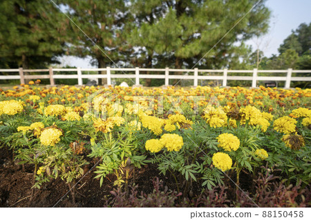 Garden with flowers Marygold, yellow and orange colors. 88150458