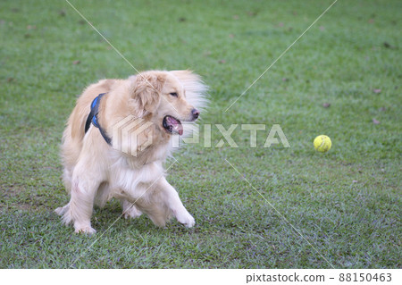 Golden Retriever running after a tennis ball. Golden Retriever running after a tennis ball. 88150463
