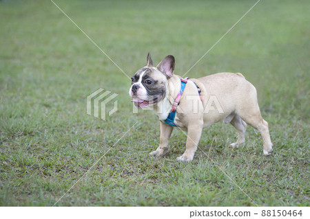 Cute French Bulldog standing on the grass in a park. 88150464