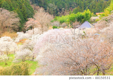 Akiruno City Tokuunin Plum Akiruno City Tokuunin Plum 88150531
