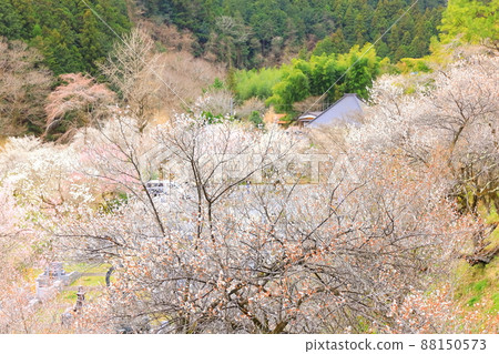 Akiruno City Tokuunin Plum 88150573