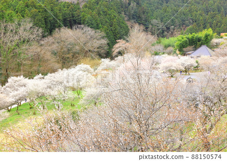 Akiruno City Tokuunin Plum 88150574