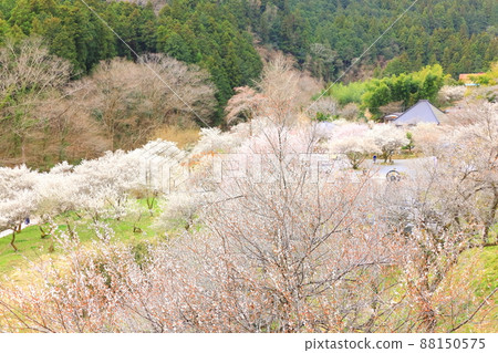 Akiruno City Tokuunin Plum Akiruno City Tokuunin Plum 88150575