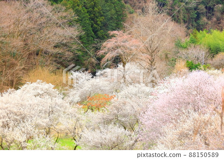 Akiruno City Tokuunin Plum 88150589