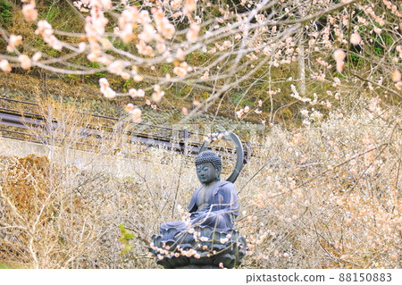 Akiruno City Tokuunin Plum 88150883
