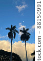 棕櫚樹 88150991