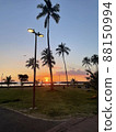 棕櫚樹 88150994