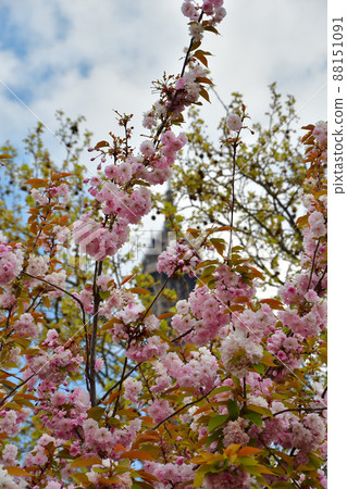 Paris, France, cherry blossoms and the Eiffel Tower. Taken on April 14, 2021. 88151091