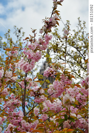Paris, France, cherry blossoms and the Eiffel Tower. Taken on April 14, 2021. 88151092