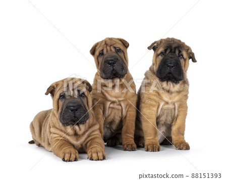 Shar pei pups on white background Shar pei pups on white background 88151393