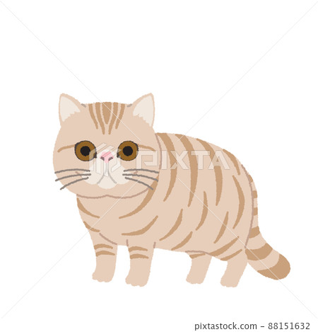 異國短毛貓圖 88151632