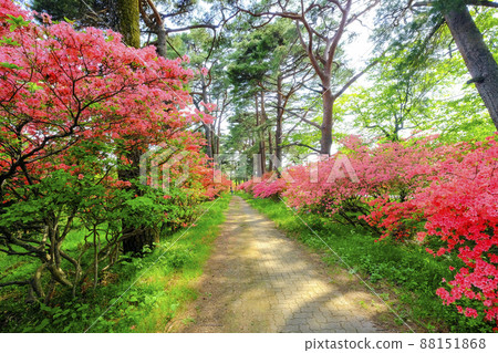 赤城神社入口處的一排松樹和杜鵑花 88151868