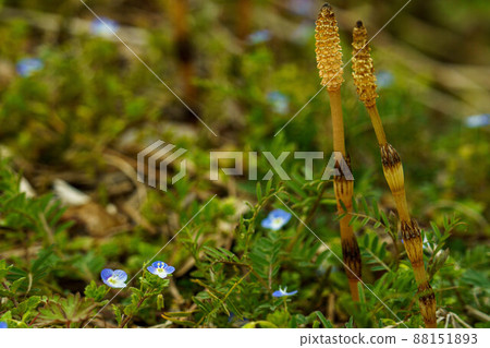 在早春可愛地發芽的馬尾 在早春可愛地發芽的馬尾 88151893