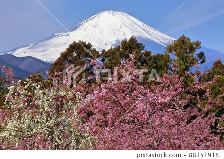 Soryo Matsuda, Matsuda-cho, Ashigarakami-gun, Kanagawa Prefecture A view of the early blooming Kawazu cherry blossoms in Nishihirabatake Park and the snow-capped Mt. Fuji over the white plums Soryo Matsuda, Matsuda-cho, Ashigarakami-gun, Kanagawa Prefecture A view of the early blooming Kawazu cherry blossoms in Nishihirabatake Park and the snow-capped Mt. Fuji over the white plums 88151918
