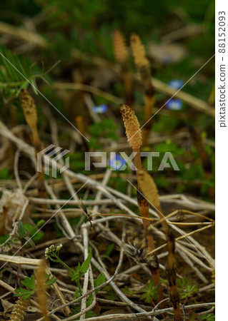 在早春可愛地發芽的馬尾 在早春可愛地發芽的馬尾 88152093