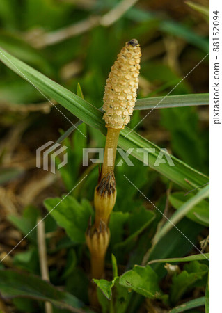 Horsetail that buds cutely in early spring Horsetail that buds cutely in early spring 88152094