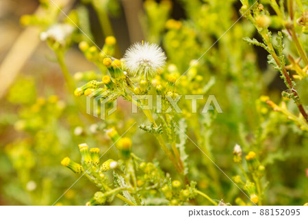 Pretty fluffy groundsel Pretty fluffy groundsel 88152095