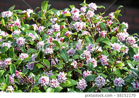 Jingzhou (sinking flower) 88152170